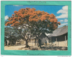 AFRIQUE EN COULEUR FLAMBOYANTS EN FLEURS - Non Classés