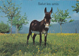 AK 152894 DONKEY / ESEL - Anes