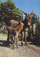 AK 152895 DONKEY / ESEL - Anes