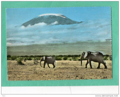 ELEPHANTS UNDER MT KILIMANJARO - Kenya