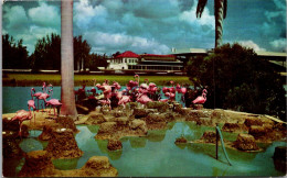 Florida Miami Flamingos At Hialeah Racetrack - Miami