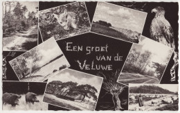 Een Groet Van De Veluwe - (Uitg. Vakantie-oord 'De Jachthoorn', Voorthuizen) -  (Nederland/Holland) - 1961 - Barneveld