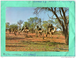 AUSTRALIAN ABORIGINES ON WALKABOUT - Aborigenes