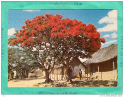 AFRIQUE EN COULEUR FLAMBOYANTS EN FLEURS - Non Classés