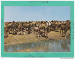 CHAMEAUX AU BORD DE L'OUED - Non Classés