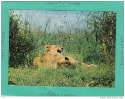 FAUNE AFRICAINE AFRICAN WILD LIFE LION - Non Classés