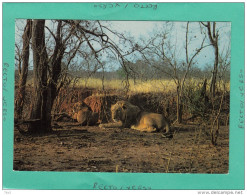 FAUNE AFRICAINE COUPLE DE LIONS - Non Classés