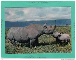 FAUNE AFRICAINE RHINOCEROS - Non Classés