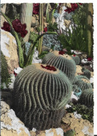 MONACO JARDIN EXOTIQUE  AGAVE ET ECHINOCACTUS GRUSONII - Exotische Tuin