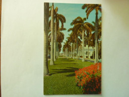 Avenue Of Magnificent Royal Palms - Miami