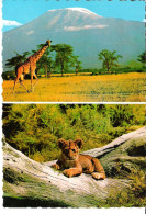 2-Bild-Karte Tiere In Afrika / Giraffe Vor Kilimanjaro + Junger Löwe - Kenya