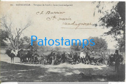 211618 AFRICA MADAGASCAR HERD OF HUMPED OX COW CIRCULATED TO URUGUAY POSTAL POSTCARD - Non Classés