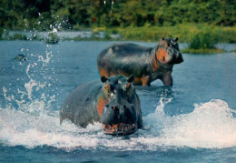 CPM - Faune AFRICAINE - HIPPOPOTAMES ...Edition Hoa-Qui - Flusspferde