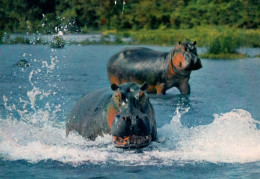 CPM - Faune AFRICAINE - HIPPOPOTAMES ...Edition Hoa-Qui - Hipopótamos