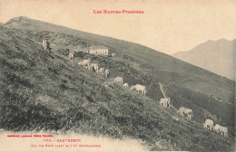 Cauterets * Le Col De Riou Et Hotellerie * Vaches Au Pâturage - Cauterets