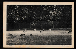 Assen - Hertenkamp - 1917 - Assen