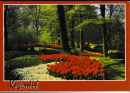 Keukenhof - Lisse