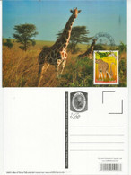 La Girafe Réticulée.  Carte-Maximum. Photos Recto & Verso - Girafes