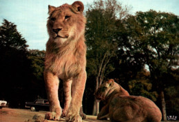 CPM - Parc Zoologique Château THOIRY-en-Yvelines - LIONS ... Lot 4 CP à Saisir - Lions