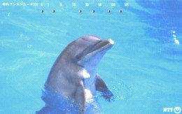 Japan:Used Phonecard, NTT, 105 Units, Dolphin - Dolphins