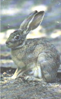 Oman:Used Phonecard, Oman Telecommunications Company, R.O. 3, Wild Rabbit - Kaninchen