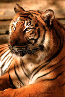 CPM - Parc Zoologique CHAMPREPUS - TIGRE ... Edition Edivel - Tigres