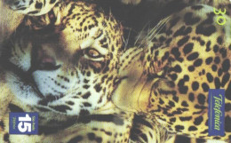 Brazil:Brasil:Used Phonecard, Telefonica, 30 Units, Jaguar, Panthera Onca, 2001 - Dschungel