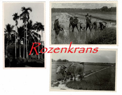 Lot 3 X Photo Cultivation Du Riz Indigenes Campagne Indo-Chine Cochinchine Hô Chi Minh-Ville VIETNAM Asie Asia Old Photo - Vietnam