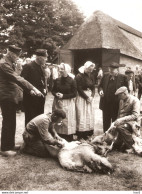 Persfoto Ede Schaapscheren Zuid-Ginkel 1958 KE1199 - Ede