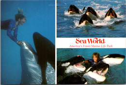 Florida Orlando San Diego & Aurora Shamu & Killer Whales - Orlando