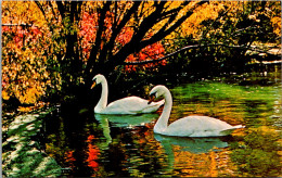 Canada Winnipeg Assinibone Park White Swans - Winnipeg