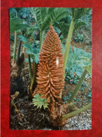 Carte GENDREY FLEURS DU GUNNERA MANICATA BRESIL - Gendrey