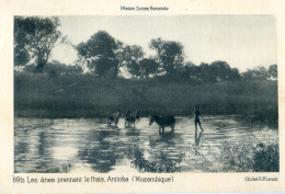 Mozambique - Les ânes Prennent Le Frais - Antioka - Mission Suisse Romande - Mozambique