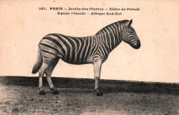 CPA - PARIS Jardin Des Plantes - ZÈBRE De Potock - Edition L.Moreau - Cebras