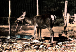 CPSM - Le GAVRE - "La Madeleine" Propriété De Mr Aillet - Une Biche - Edition Combier - Le Gavre