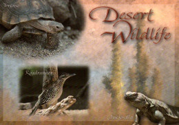 CPM - SONORA DESERT (Arizona) - Desert Wildlife …. - Autres & Non Classés