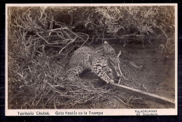 PHoto Postale - Argentina, Territorio Chubut - Gato Montes En La Trampa - Amerika