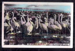 PHoto Postale - Argentina, Mar Chiquita 1963 - Nidos De Flamencos - Amérique