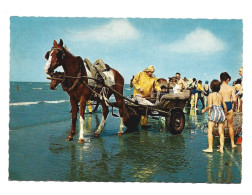 Oostduinkerke Paard Pferd Horse Cheval Garnaalvisser Foto Prentkaart Stempel R.T.T. Kinderlaan Oostduinkerke Htje - Oostduinkerke