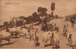 Italie - Agrigento - Costumi Capre Goat - Agrigento