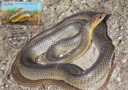 MOLDOVA 2023 Faune.Red Book Of Republic Of Moldova. Reptiles And Batrachians.Yellow Bellied Snake Coluber Caspius Maxi C - Serpents