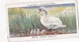 Birds & Their Young 1938,  Players Cigarette Card - 38 Female Mute Swan - Player's