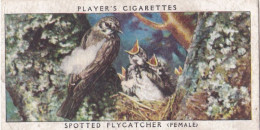 Birds & Their Young 1938,  Players Cigarette Card - 13 Female Spotted Fly Catcher - Player's