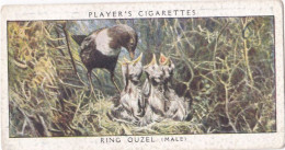 Birds & Their Young 1938,  Players Cigarette Card - 27 Ring Ouzel - Player's