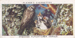 Birds & Their Young 1938,  Players Cigarette Card - 13 Spotted Flycatcher - Player's