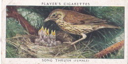 Birds & Their Young 1938,  Players Cigarette Card - 40 Song Thrush - Player's