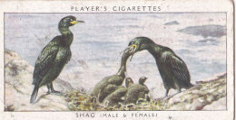 Birds & Their Young 1938,  Players Cigarette Card - 29 Shag - Player's