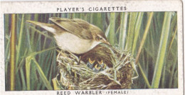 Birds & Their Young 1938,  Players Cigarette Card - 45 Reed Warbler - Player's