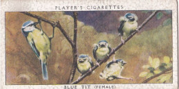 Birds & Their Young 1938,  Players Cigarette Card - 41 Blue Tit - Player's
