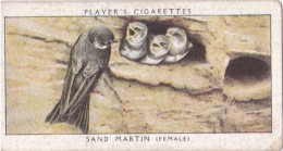 Birds & Their Young 1938,  Players Cigarette Card - 22 Sand Martin - Player's